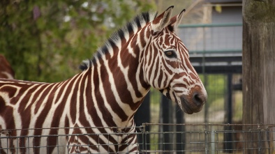 potter park zoo